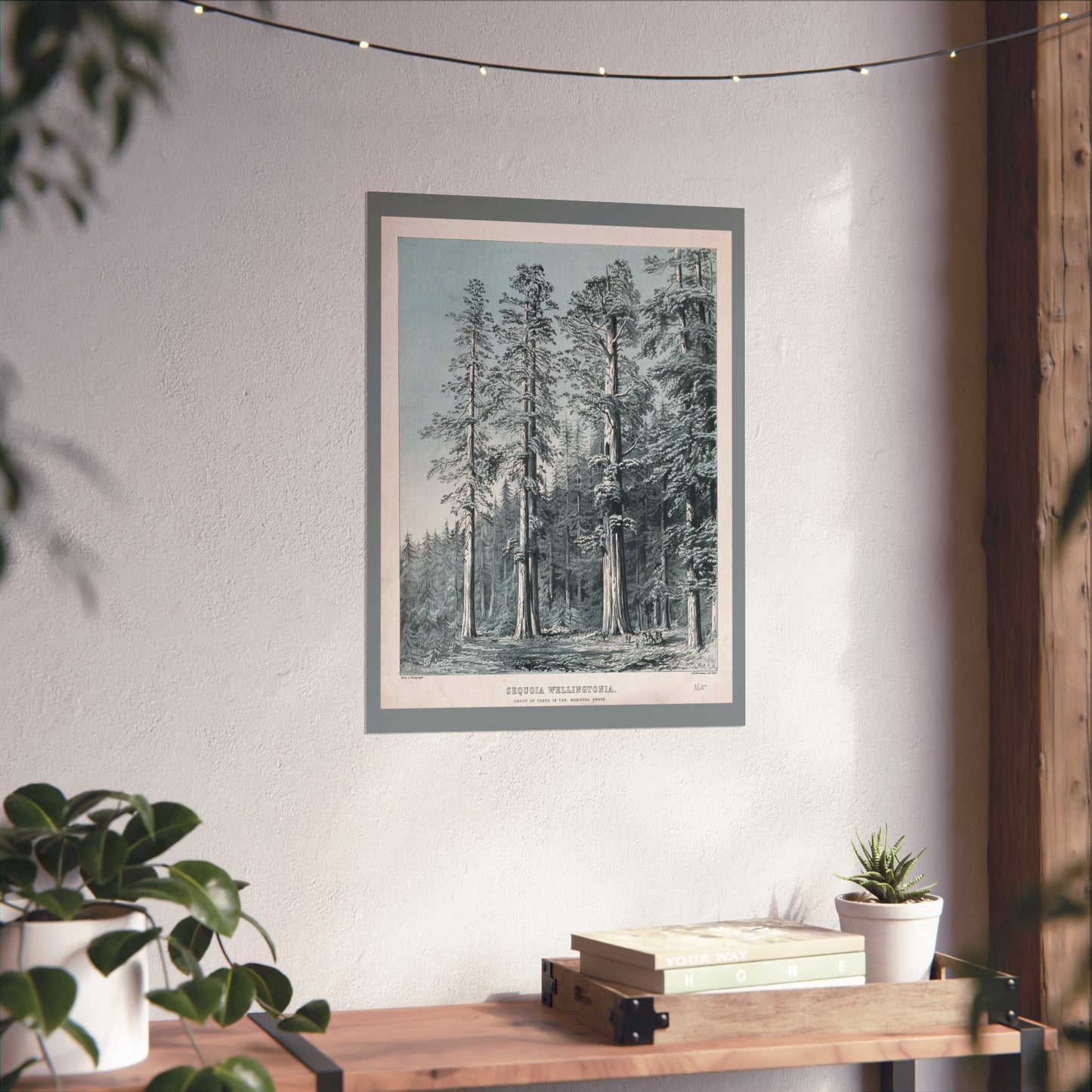 Sequoia Wellingtonia – Mariposa Grove Lithograph - W. H. McFarlane (c.1880)