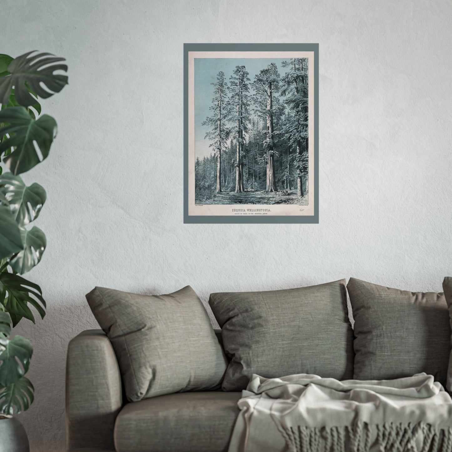 Sequoia Wellingtonia – Mariposa Grove Lithograph - W. H. McFarlane (c.1880)
