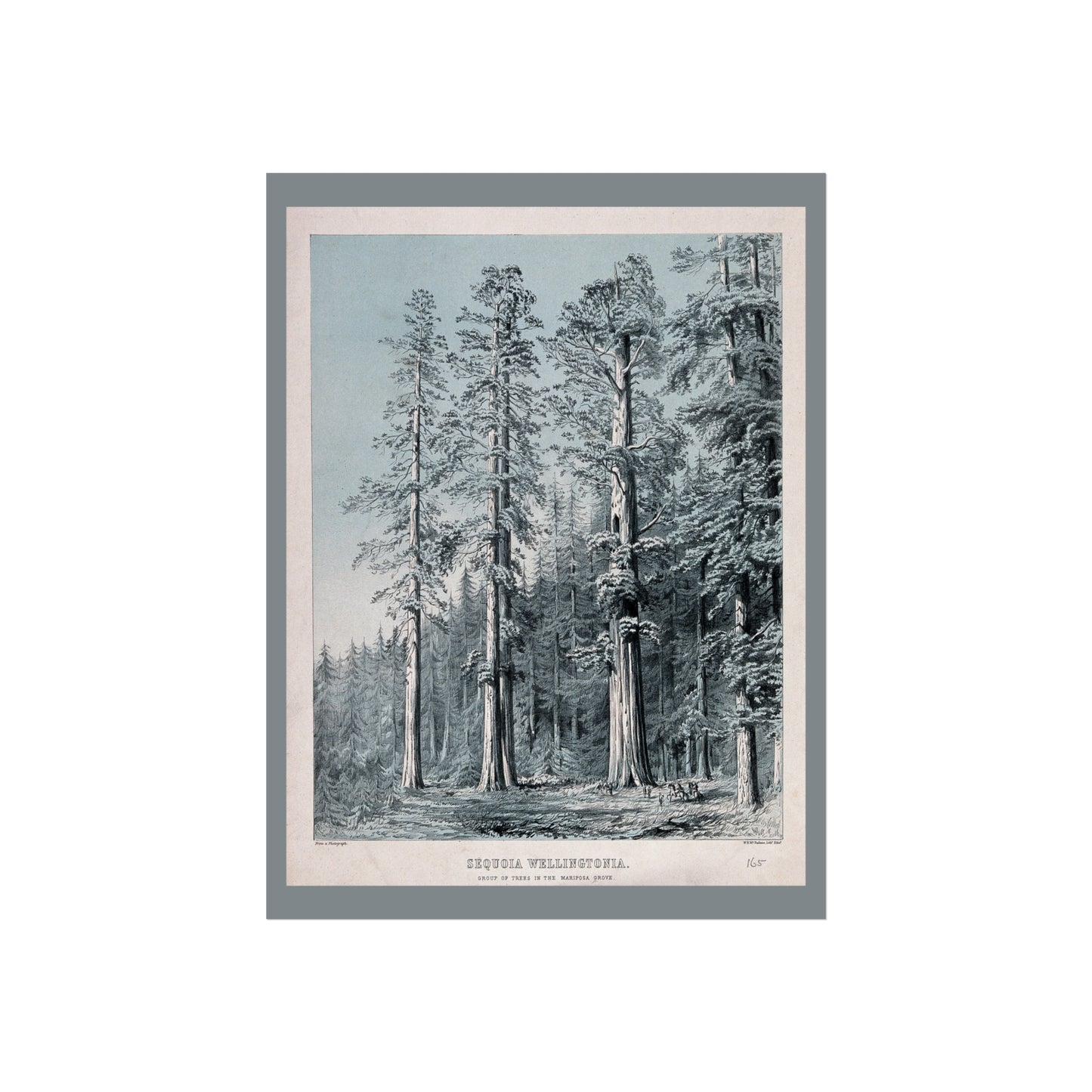 Sequoia Wellingtonia – Mariposa Grove Lithograph - W. H. McFarlane (c.1880)