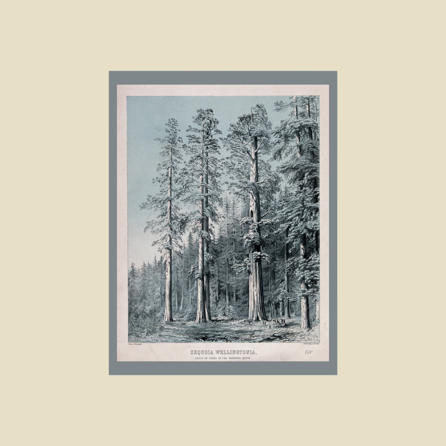 Sequoia Wellingtonia – Mariposa Grove Lithograph - W. H. McFarlane (c.1880)